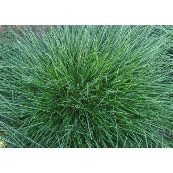 Festuca ovina