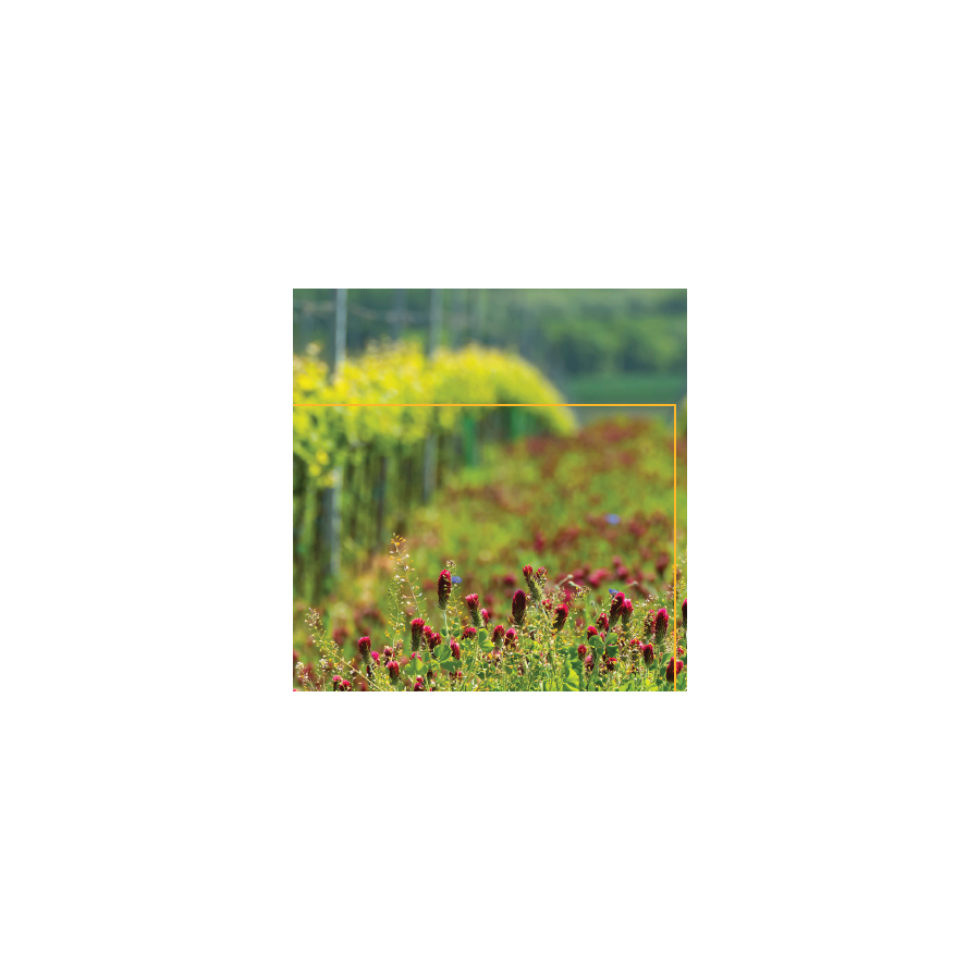 Vitisoil Acid